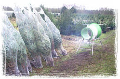 Lammersen Kerstbomen